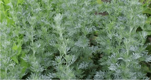 Wormwood dai parassiti