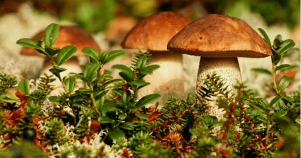 funghi